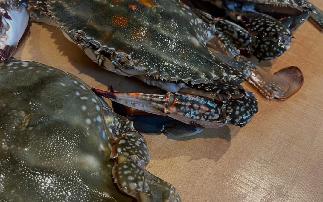 ワタリガニ今の時期はメスが最高!卵たっぷりの季節になって参り